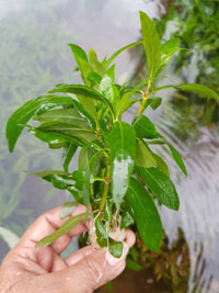 Hygrophila salicifolia